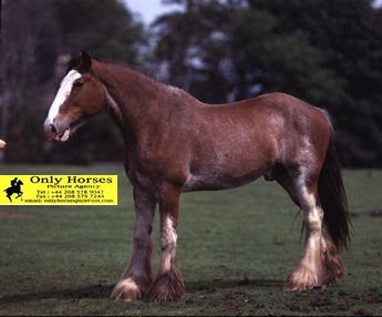 Click image for larger version

Name:	clydesdale%20heavy%20horse.jpg
Views:	136
Size:	19.0 KB
ID:	1231180