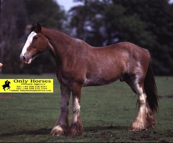 Click image for larger version

Name:	clydesdale%20heavy%20horse.jpg
Views:	171
Size:	19.0 KB
ID:	1231180