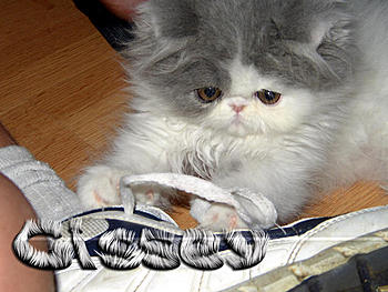 Click image for larger version

Name:	gissey.jpg
Views:	160
Size:	307.2 KB
ID:	1231487