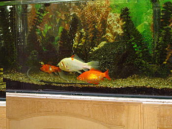 Click image for larger version

Name:	Fred, Felix &amp;amp; Craig.JPG
Views:	114
Size:	428.0 KB
ID:	1231489