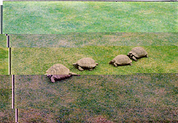 Click image for larger version

Name:	Tortoises.jpg
Views:	97
Size:	467.7 KB
ID:	1231490