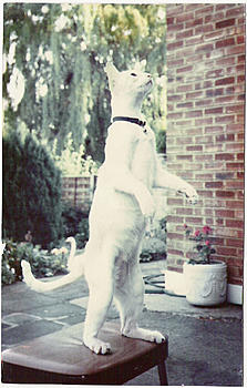 Click image for larger version

Name:	Misty.jpg
Views:	172
Size:	218.7 KB
ID:	1231495