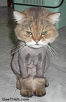 Click image for larger version

Name:	cat shave.jpg
Views:	220
Size:	20.9 KB
ID:	1232351