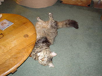Click image for larger version

Name:	DSC00209.JPG
Views:	127
Size:	330.8 KB
ID:	1232527