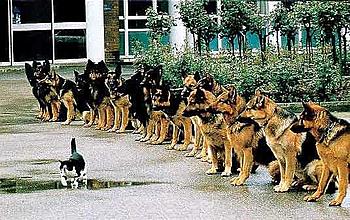 Click image for larger version

Name:	brave_cat.jpg
Views:	176
Size:	43.9 KB
ID:	1232532