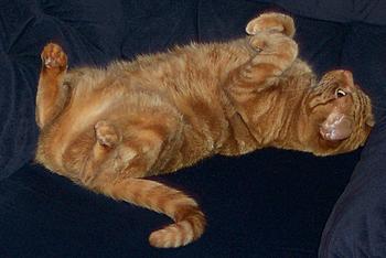 Click image for larger version

Name:	puss.jpg
Views:	158
Size:	178.9 KB
ID:	1233293