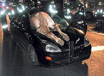 Click image for larger version

Name:	auto_vs_cavallo.jpg
Views:	209
Size:	86.7 KB
ID:	1233482
