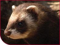 Click image for larger version

Name:	weasel.JPG
Views:	158
Size:	6.5 KB
ID:	1234383
