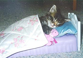 Click image for larger version

Name:	CATNAP.JPG
Views:	169
Size:	39.6 KB
ID:	1235317