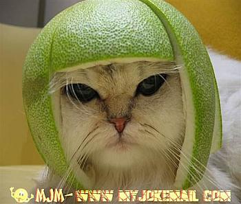Click image for larger version

Name:	CRASH HELMET.JPG
Views:	164
Size:	33.5 KB
ID:	1237258