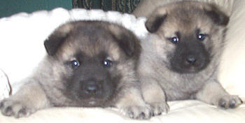 Click image for larger version

Name:	puppyR1.jpg
Views:	145
Size:	48.0 KB
ID:	1237650