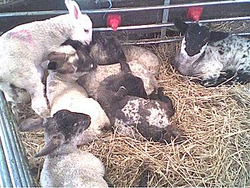 Click image for larger version

Name:	lambs 3.jpg
Views:	181
Size:	70.1 KB
ID:	1238231