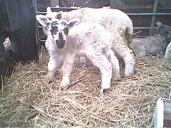 Click image for larger version

Name:	single lamb.jpg
Views:	134
Size:	62.7 KB
ID:	1238232