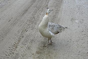 Click image for larger version

Name:	peahen.jpg
Views:	201
Size:	131.7 KB
ID:	1238253