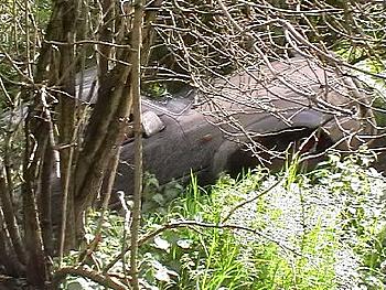 Click image for larger version

Name:	Bob and Wayne - climb between trees6.jpg
Views:	164
Size:	67.8 KB
ID:	1238420