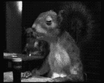 Click image for larger version

Name:	squDrink.gif
Views:	149
Size:	128.7 KB
ID:	1246156