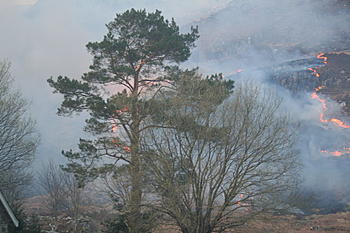 Click image for larger version

Name:	IMG_7487_1.jpg
Views:	165
Size:	62.6 KB
ID:	1247199