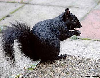 Click image for larger version

Name:	blacksquirrelSP241005_450x350.jpg
Views:	196
Size:	29.9 KB
ID:	1247341