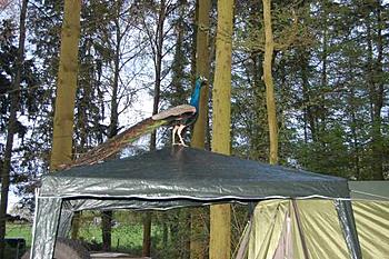 Click image for larger version

Name:	DSC_6762.JPG
Views:	180
Size:	54.0 KB
ID:	1247353