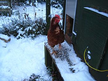 Click image for larger version

Name:	23nov08_home 005.jpg
Views:	180
Size:	76.5 KB
ID:	1249985
