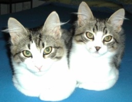 Click image for larger version

Name:	baby amstel &amp;amp; mythos.jpg
Views:	190
Size:	19.6 KB
ID:	1250890