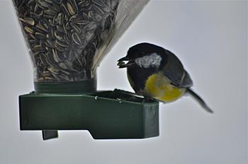 Click image for larger version

Name:	robin.jpg
Views:	170
Size:	312.6 KB
ID:	1251913