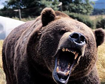 Click image for larger version

Name:	scary-angry-bear.jpg
Views:	117
Size:	105.1 KB
ID:	1253713