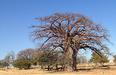 Click image for larger version

Name:	Baobab.jpg
Views:	170
Size:	24.6 KB
ID:	1258952