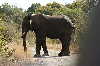 Click image for larger version

Name:	Road block near Livingstone.jpg
Views:	313
Size:	310.7 KB
ID:	1259389
