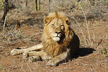 Click image for larger version

Name:	Sabie sands.jpg
Views:	334
Size:	331.5 KB
ID:	1259390