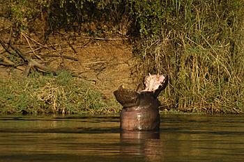 Click image for larger version

Name:	Yawn.jpg
Views:	321
Size:	320.0 KB
ID:	1259395