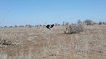 Click image for larger version

Name:	IMG-20160828-WA0015[1].jpg
Views:	357
Size:	163.2 KB
ID:	1259406