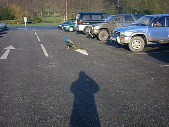 Click image for larger version

Name:	Dscf0002.jpg
Views:	341
Size:	132.6 KB
ID:	1260632
