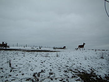 Click image for larger version

Name:	DSCF0009_small.jpg
Views:	192
Size:	162.9 KB
ID:	1262134