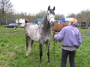 Click image for larger version

Name:	SilverBirch - [Amy - Mambo1].jpg
Views:	175
Size:	33.3 KB
ID:	1262666