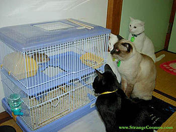 Click image for larger version

Name:	imgjqJSuT.jpg
Views:	215
Size:	31.6 KB
ID:	1262846