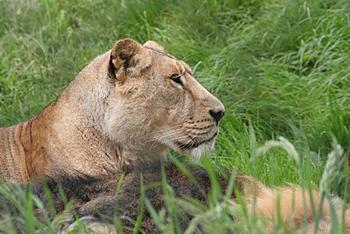 Click image for larger version

Name:	lioness.jpg
Views:	111
Size:	268.8 KB
ID:	1267420