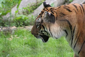 Click image for larger version

Name:	tiger.jpg
Views:	153
Size:	227.7 KB
ID:	1267421