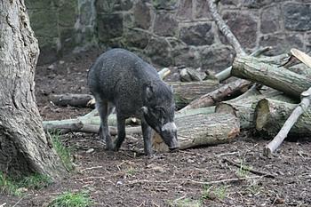 Click image for larger version

Name:	warty pig.jpg
Views:	106
Size:	226.9 KB
ID:	1267422