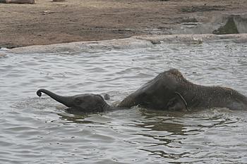 Click image for larger version

Name:	baby-elephant-swimming.jpg
Views:	139
Size:	251.7 KB
ID:	1267423