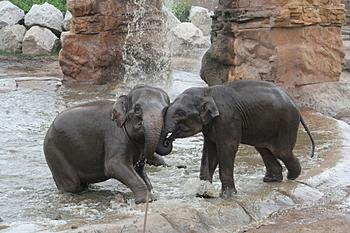 Click image for larger version

Name:	elephant-dominance.jpg
Views:	138
Size:	289.6 KB
ID:	1267424