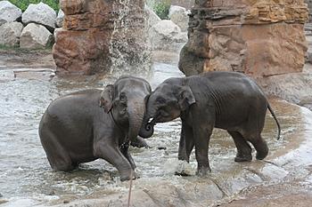 Click image for larger version

Name:	elephant-dominance.jpg
Views:	107
Size:	289.6 KB
ID:	1267424