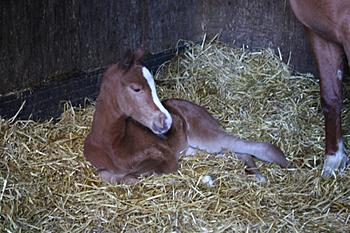 Click image for larger version

Name:	Benerico-5 days old.jpg
Views:	144
Size:	180.5 KB
ID:	1267427