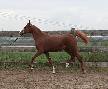 Click image for larger version

Name:	Benerico-aged 2 yrs.jpg
Views:	185
Size:	155.8 KB
ID:	1267428