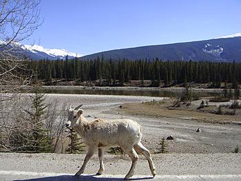 Click image for larger version

Name:	goaty boy.jpg
Views:	167
Size:	144.0 KB
ID:	1268962