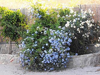 Click image for larger version

Name:	2008_1011ourpics0021.JPG
Views:	174
Size:	214.7 KB
ID:	1269065