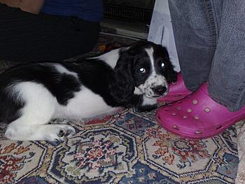 Click image for larger version

Name:	puppy2.jpg
Views:	218
Size:	60.4 KB
ID:	1269108