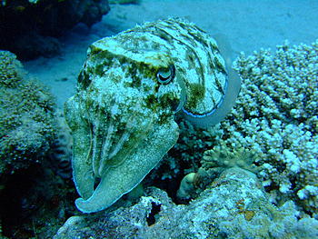 Click image for larger version

Name:	cuttlefish 5a.JPG
Views:	107
Size:	243.1 KB
ID:	1269392