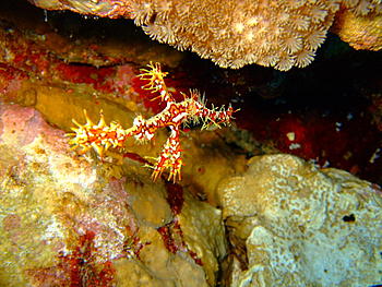 Click image for larger version

Name:	ornate ghost pipe fish 7a.JPG
Views:	101
Size:	202.9 KB
ID:	1269393