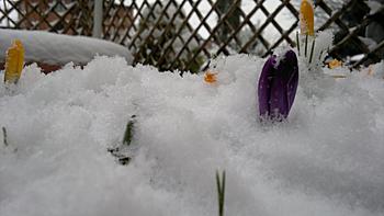 Click image for larger version

Name:	crocus stativus1.jpg
Views:	167
Size:	290.4 KB
ID:	1271287